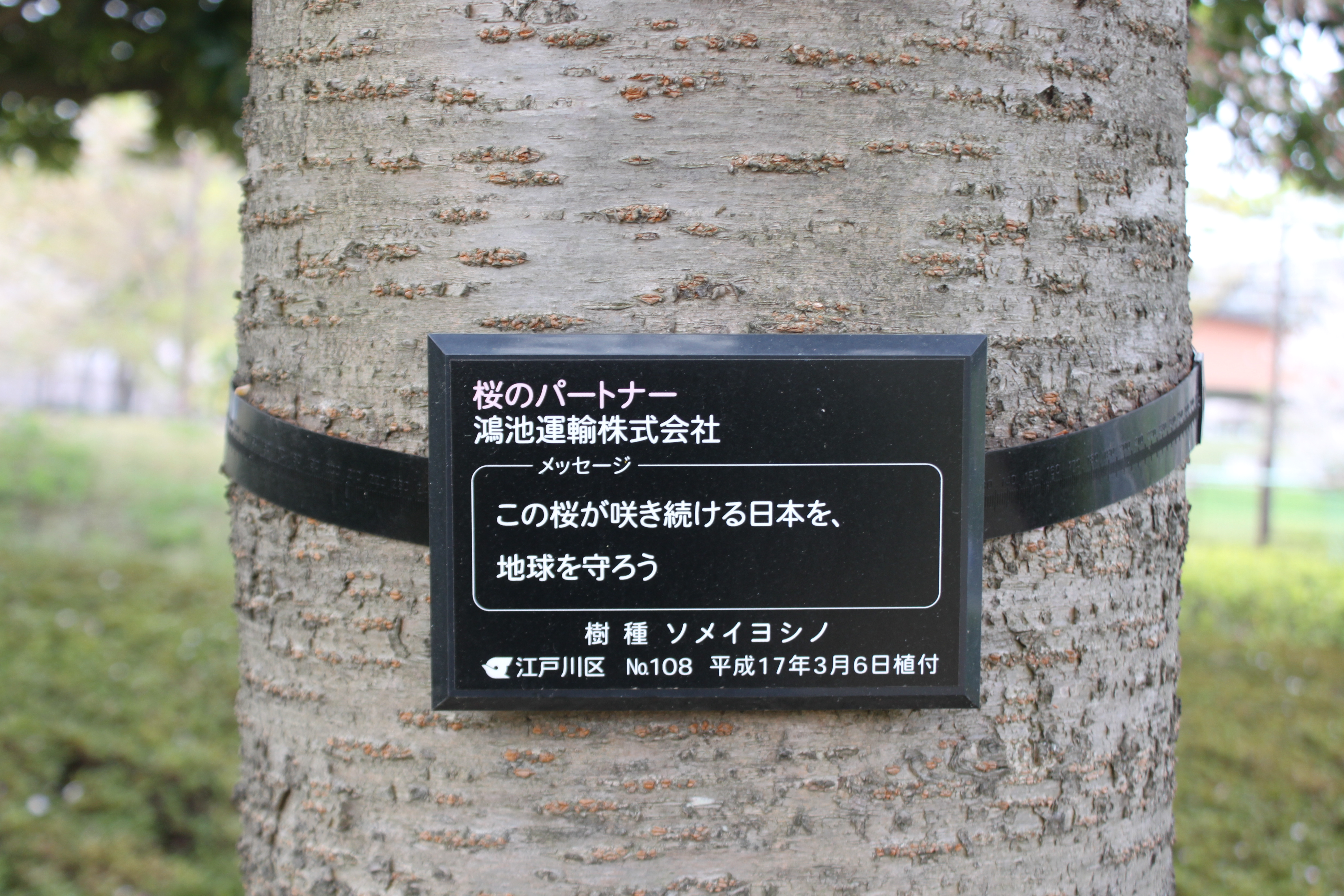 淀川クリーンアップ活動